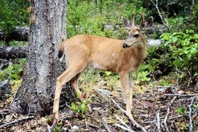 deer in forest in wild nature