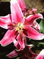 pink lily in the garden