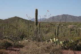 Landscape of cactus in desert