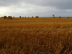 golden wheat on a field in Scotland