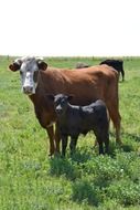 farm cow with calf