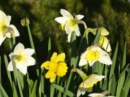 narcissus blossom in the garden