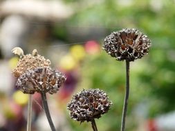 Dried up flowers close-up on blurred background