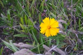 yellow spring flower on the meadow