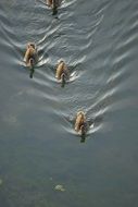 ducks are swimming in the lake