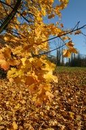 autumn leaves in the park against the backdrop of a bright blue sky