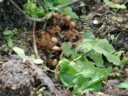 Nest of the bumblebees