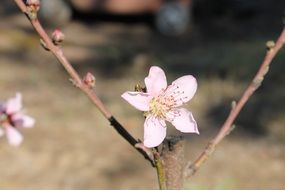 peach flowers on a branch