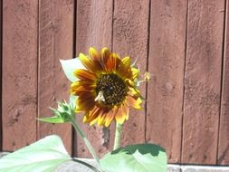 sunflower bee flower insect plant