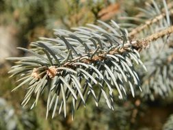 pine wood sunny day closeup