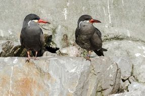 two birds with long beaks on the stone