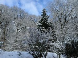 landscape of winter forest edge
