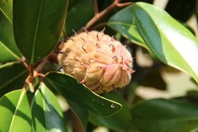 magnolia cone on tree