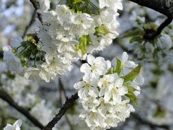 white cherry blossoms on tree branch