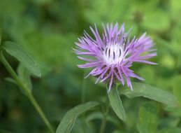 plant with light purple flower