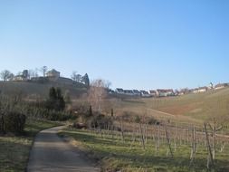 vineyards autumn