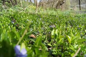 flowers meadow green purple