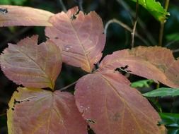 closeup photo of autumn leaves on a bush