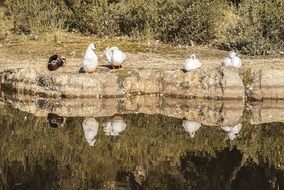 white ducks by the lake