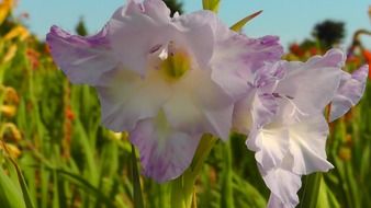 light purple gladiolus close-up
