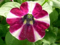 white pink petunia closeup