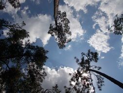 cloudy sky through the crowns of pines