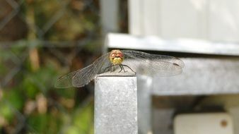 insect animal wings