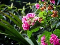 pink little flowers on a bush