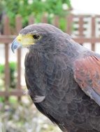 bird of prey with a yellow beak