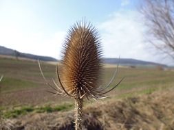 dry prickly flower on the background of green field