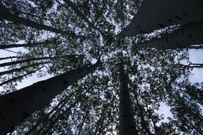 bottom view of the trees crown