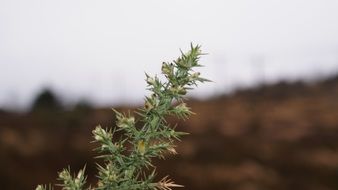 gorse bush