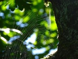 spider web on a tree trunk