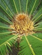 palm tree with inflorescences close-up