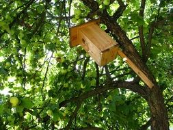 birdhouse in the tree foliage