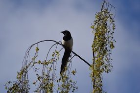 a raven sits on a tree branch against the sky