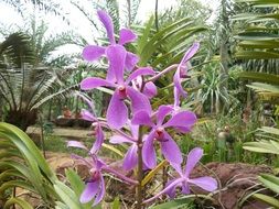 light purple orchid in tropical garden