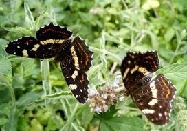 two brown butterflies on the wild flower