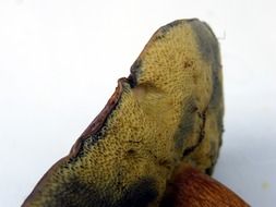 maroner closeup