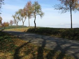 road near trees in autumn