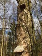 tree among leafless trees