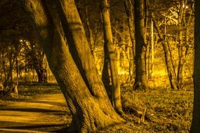 forest path at night