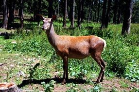 female deer in wild