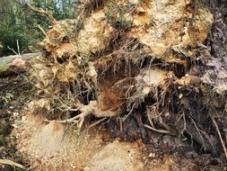 tree roots close-up