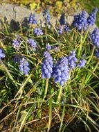 muscari or mouse hyacinth
