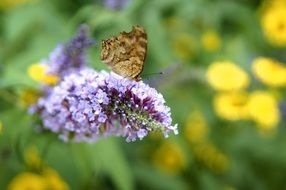 Brown butterfly on the yellow flowers