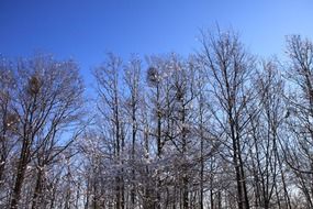 snowy trees tops at blue sky