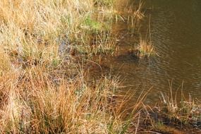 reed bank lake