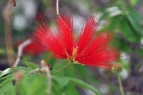 red fluffy flower