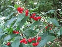 daphne shrub with red berries